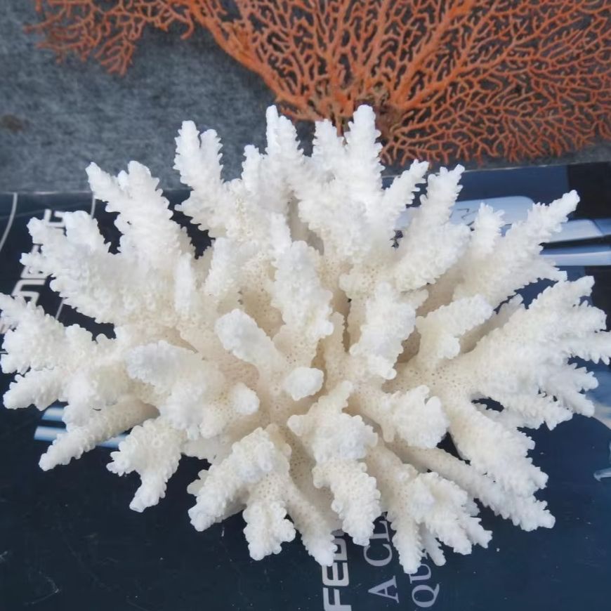 Aquarium Marine - 1pc Natural White Coral Cluster marine