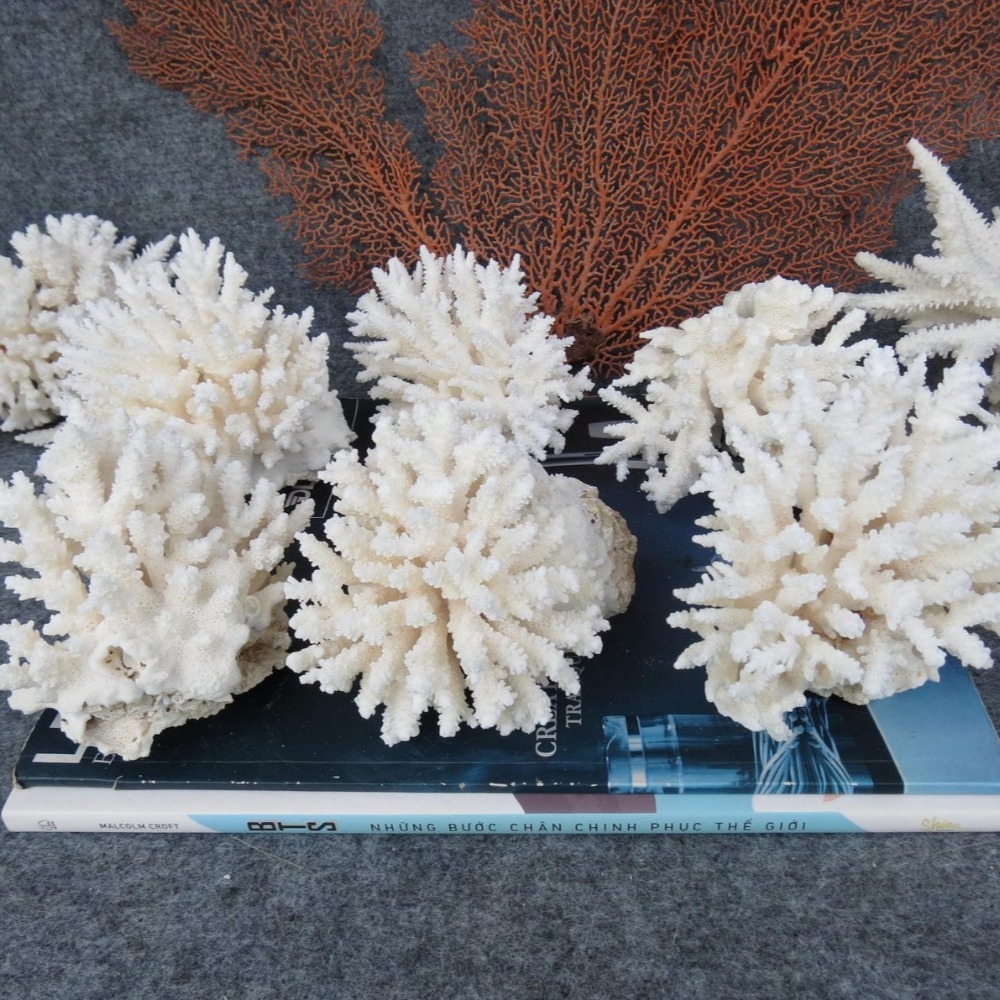 1pc Natural White Coral Cluste - Aquarium Marine incelemesi ve fiyatı