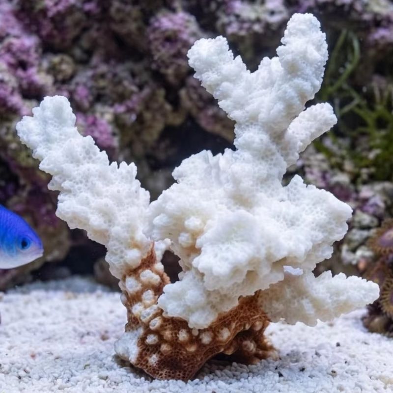 1pc Natural White Coral Cluste - Aquarium Marine incelemesi ve fiyatı