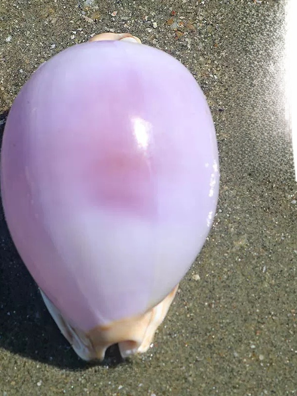Rare l Sea Snail ell Aquarium  - Aquarium Marine incelemesi ve fiyatı