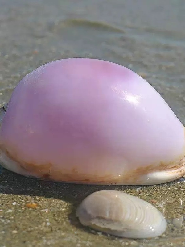 Rare l Sea Snail ell Aquarium  - Aquarium Marine incelemesi ve fiyatı