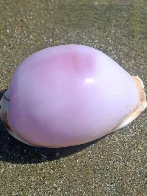 Rare l Sea Snail ell Aquarium  - Aquarium Marine incelemesi ve fiyatı