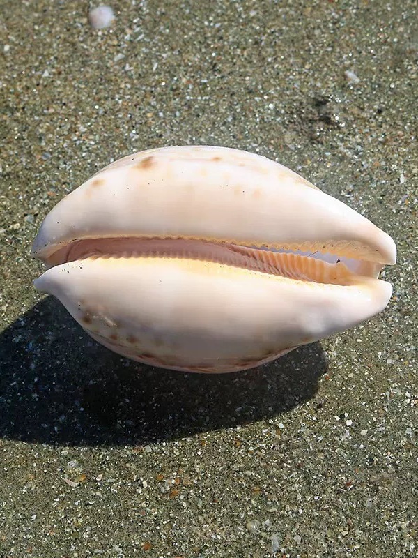 Rare l Sea Snail ell Aquarium  - Aquarium Marine incelemesi ve fiyatı